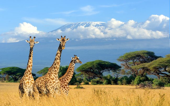 L Afrique Terrain De Jeu Pour L Intelligence Artificielle Frenchweb Fr