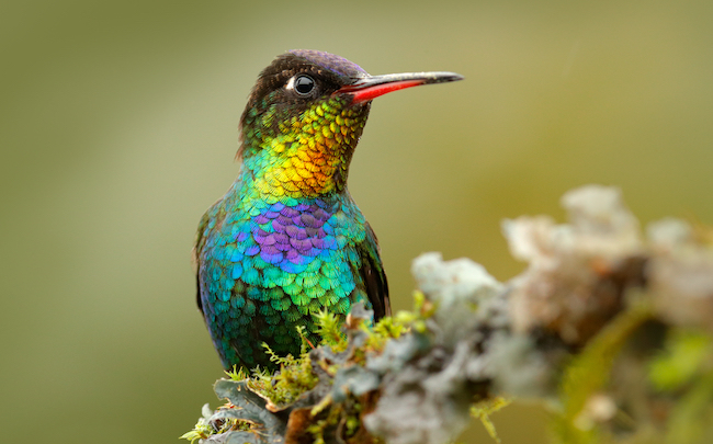 colibri