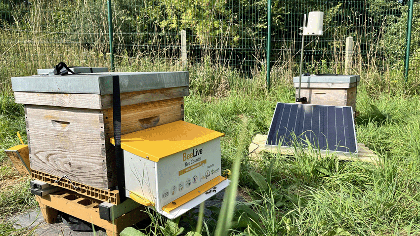 Connaissez vous BeeGuard ? l’intelligence artificielle au service de la préservation des abeilles